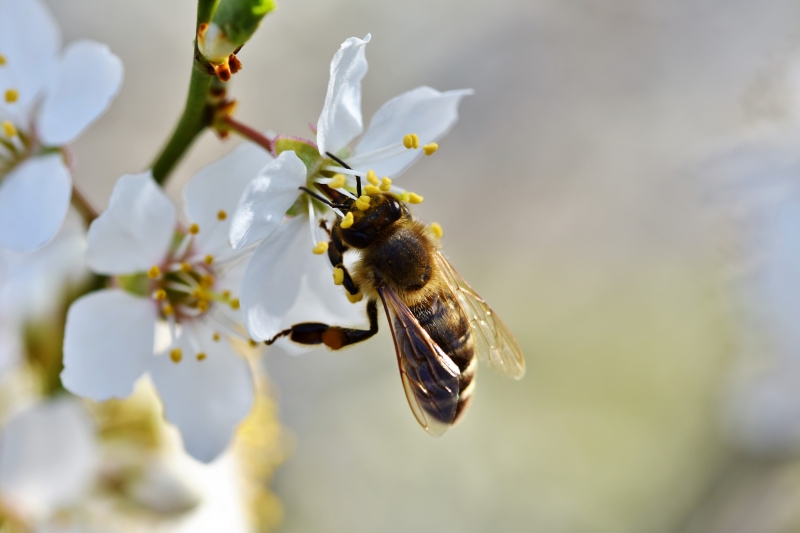 jardinerie-LE THORONET-min_bee-4092986